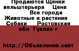 Продаются Щенки вельштерьера  › Цена ­ 27 000 - Все города Животные и растения » Собаки   . Ростовская обл.,Гуково г.